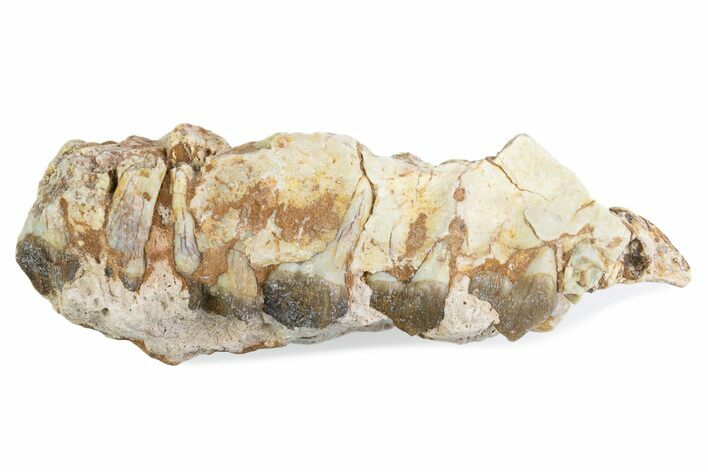 Fossil Oreodont (Merycoidodon) Jaw Section - South Dakota #375530